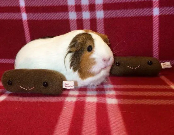Guinea Pig poo plush - Piggy poop plushie
