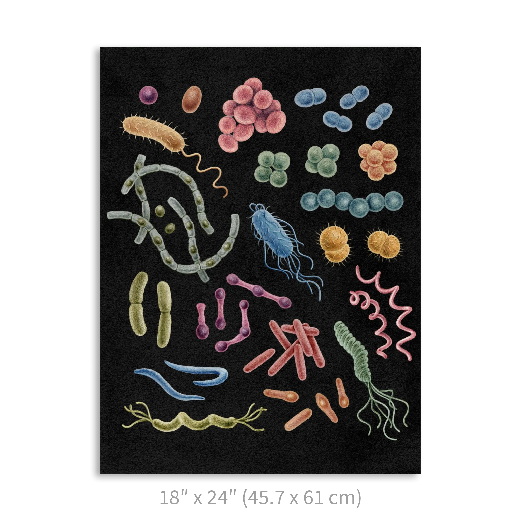 Premium Vertical Art Print- Bacteria