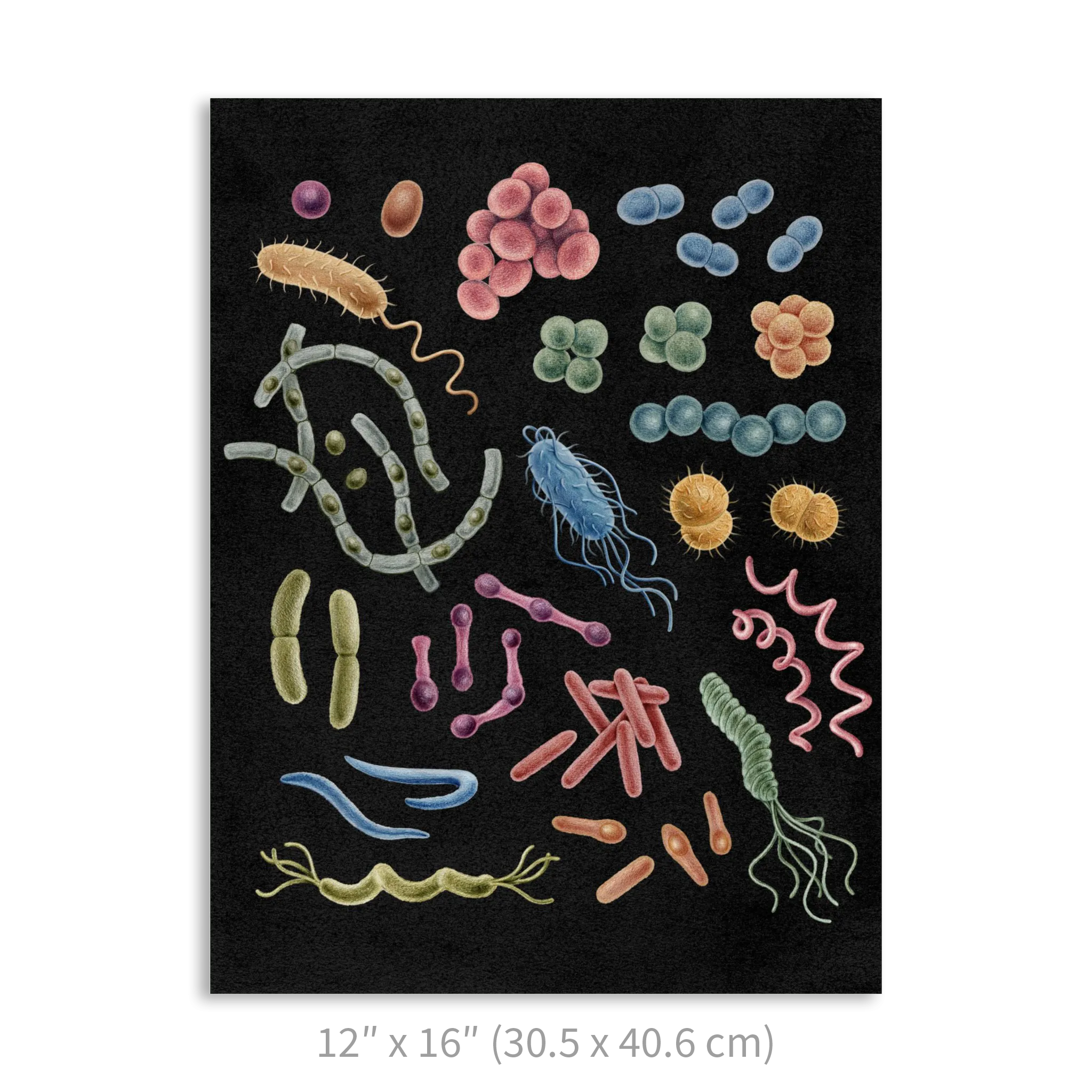 Premium Vertical Art Print- Bacteria