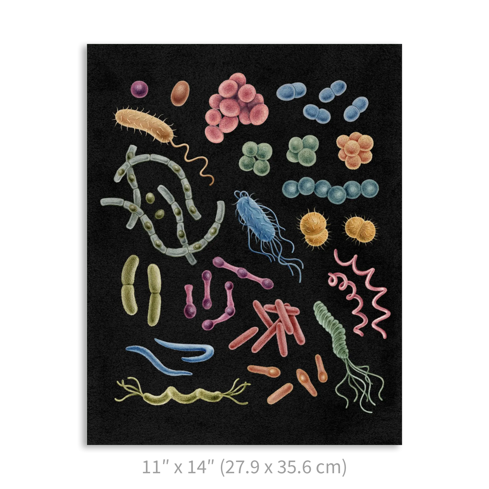 Premium Vertical Art Print- Bacteria