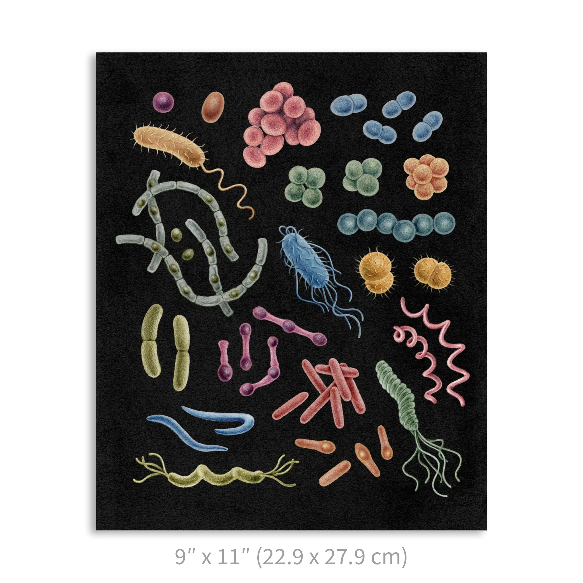 Premium Vertical Art Print- Bacteria