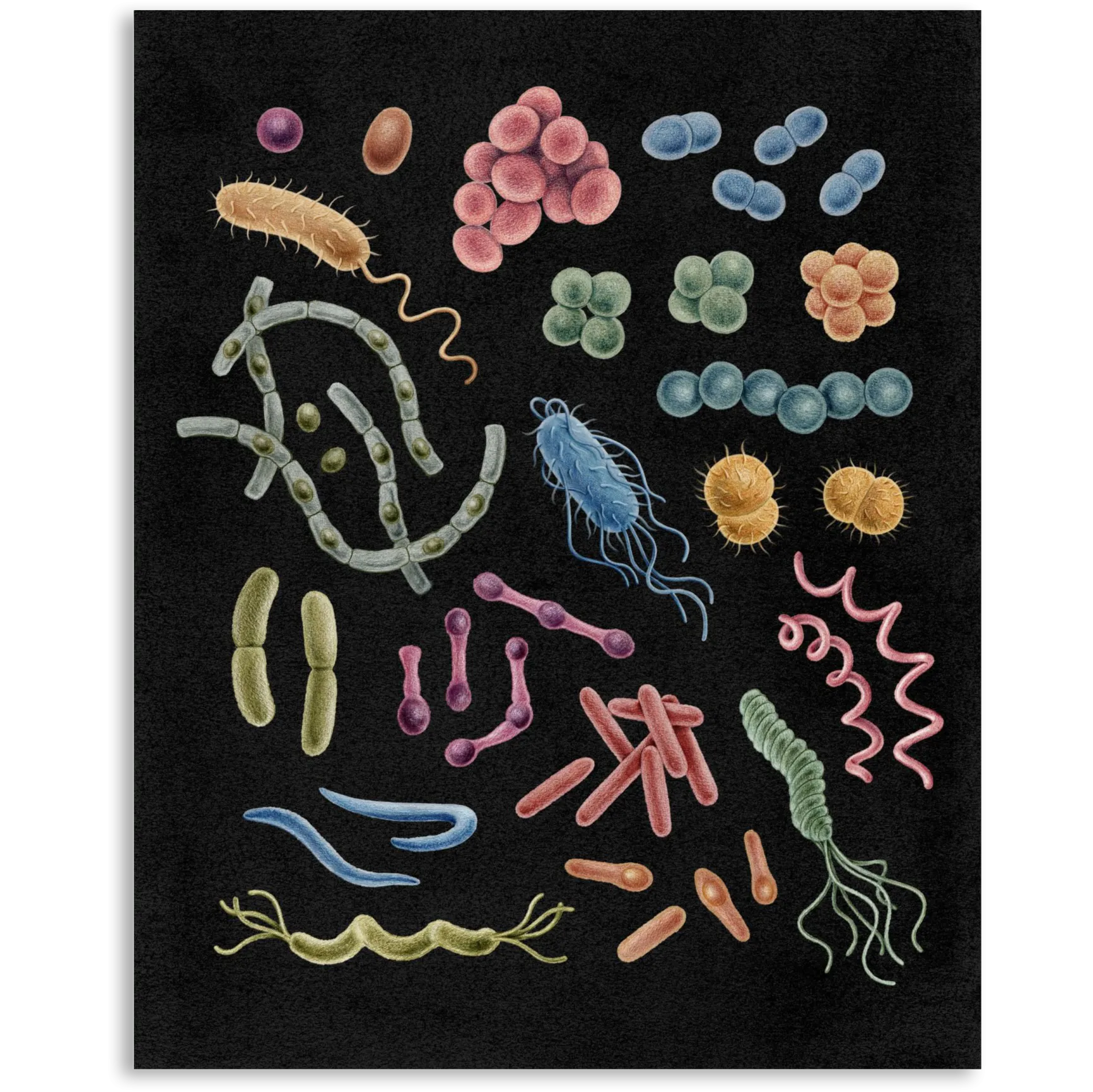 Premium Vertical Art Print- Bacteria